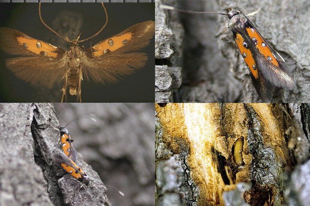 Glyphipteryx Chrysoclista linneella images