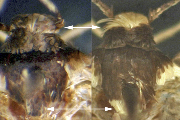 Elachista leucofrons and albicapitella images