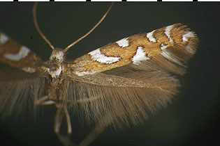 Acrocercops pnosmodiella images