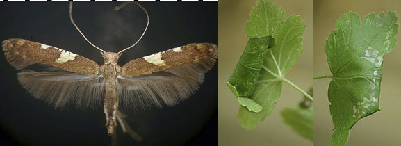 Caloptilia gooseberry Ribes feeding species images