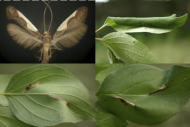 Caloptilia belfragella images