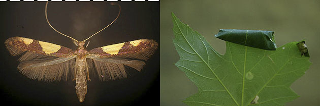 Caloptilia bimaculatella images