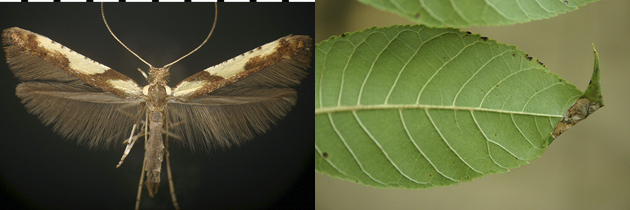 Caloptilia blandella images