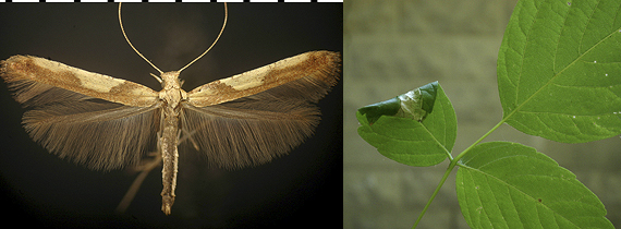 Caloptilia negundella images