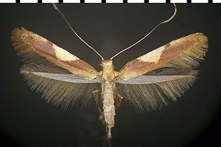 Caloptilia packardella images