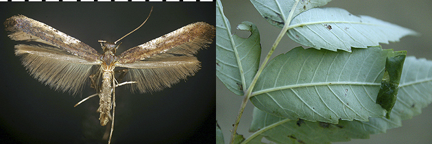 Caloptilia rhoifoliella images