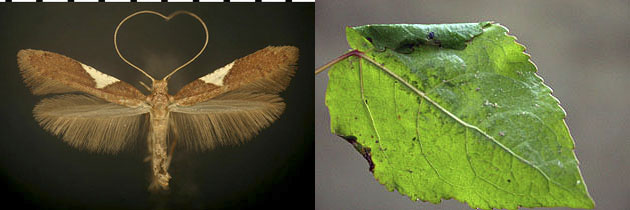 Caloptilia stigmatella images