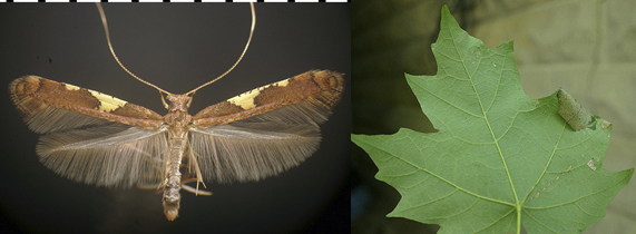 Caloptilia umbratella images