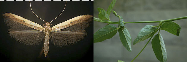 Caloptilia violacella images