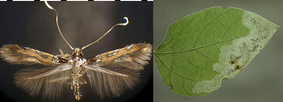 Leucanthiza amphicarpeaefoliella images