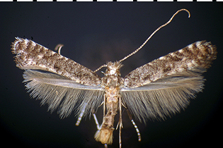 Parornix cherry Prunus feeder images