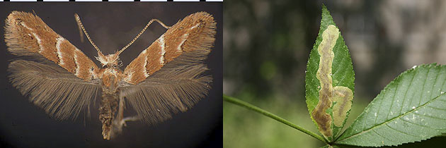 Cameraria aesculisella images