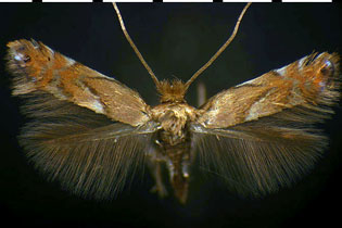 Phyllonorycter aeriferella images