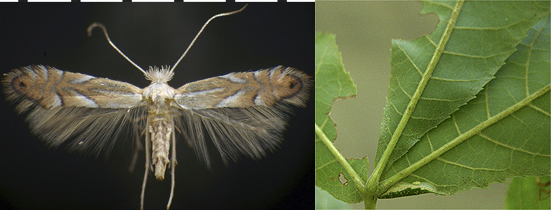 Phyllonorycter olivaeformis images