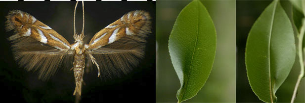 Phyllonorycter propinquinella images