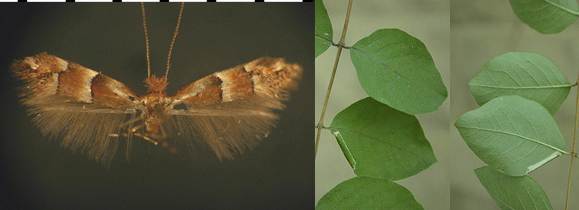 Phyllonorycter symphoricarpaeella images