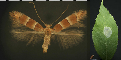 Phyllonorycter tritaenianella images