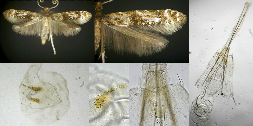 Homosetia fasciella image