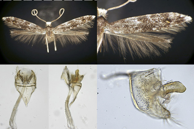 Homosetia undescribed 6 image