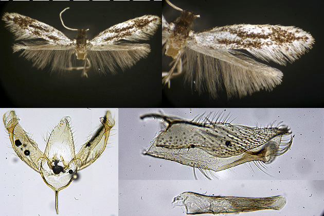 Leucomele miriamella images