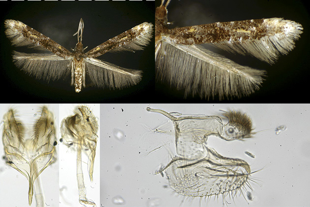 Stenoptinea auriferella images