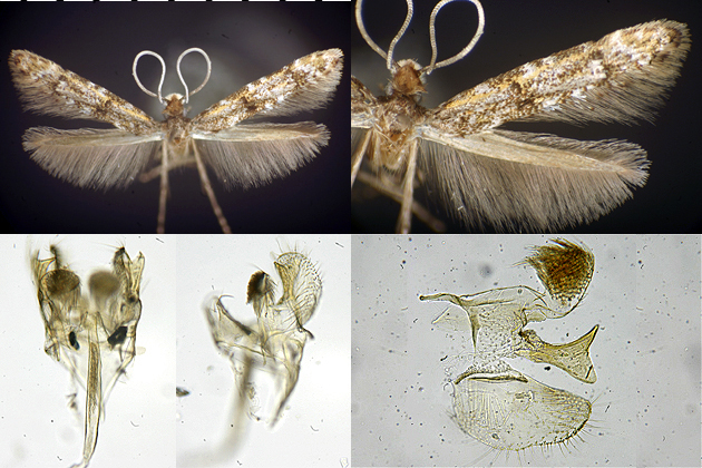 Stenoptinea auriferella images