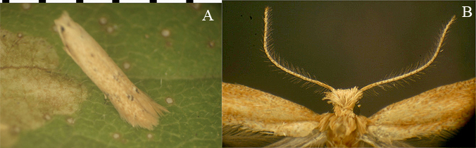 Tischeriidae live adult and head structure image